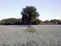 Baum