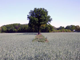 Baum