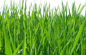 Gründung, Start-Up, Alternative Karriere